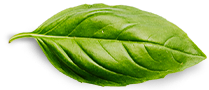 Crecimiento Verde Basil Leaf